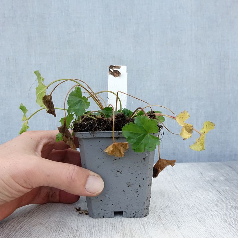 Exemplar von Moschus-Malve Alba - Malva moschata Kleine Töpfe von 7/8 cm wie im Herbst geliefert