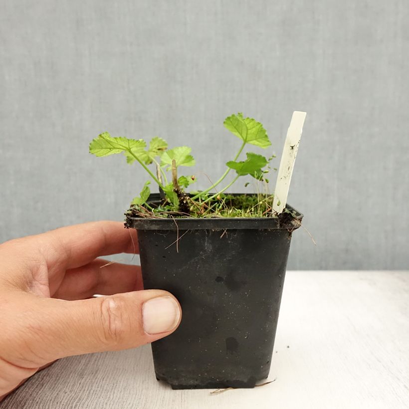 Exemplar von Moschus-Malve Alba - Malva moschata Kleine Töpfe von 7/8 cm wie im Sommer geliefert