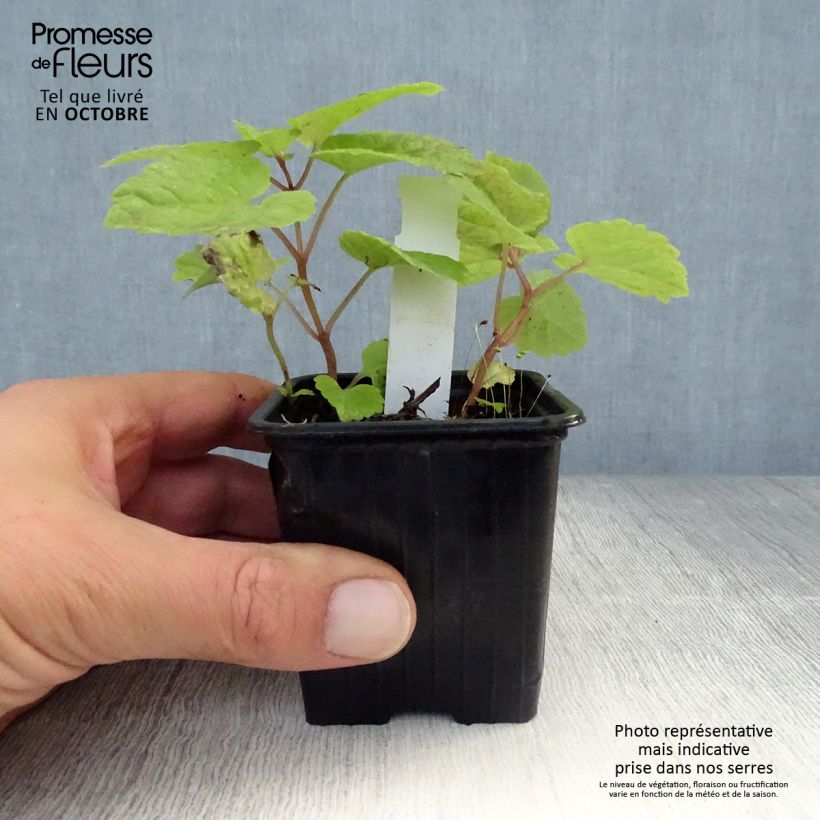 Exemplar von Meehania urticifolia Japan Blau - Asiatische Taubnessel Kleine Töpfe von 8/9 cm wie im Herbst geliefert