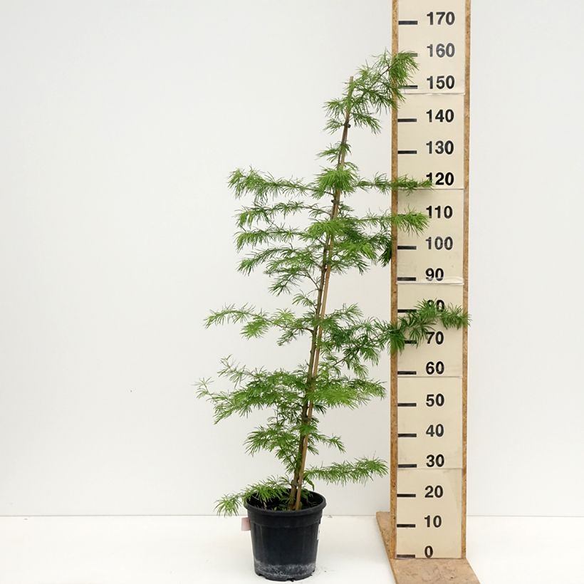 Exemplar von Pseudolarix amabilis - Goldlärche Topf mit 7,5L/10L wie im Frühjahr geliefert