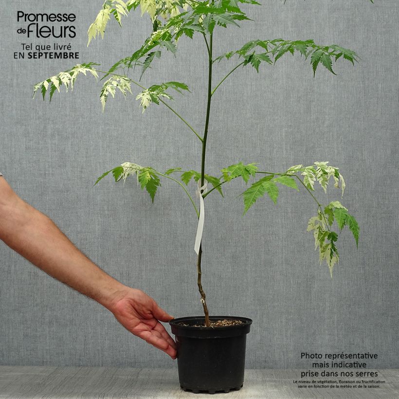 Exemplar von Melia azedarach Jade Snowflake - Chinesische Holunder Topf mit 2L/3L wie im Herbst geliefert