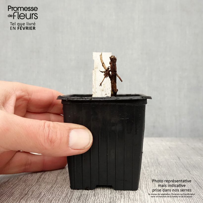 Exemplar von Melianthus major - Honigstrauch Kleine Töpfe von 8/9 cm wie im Winter geliefert