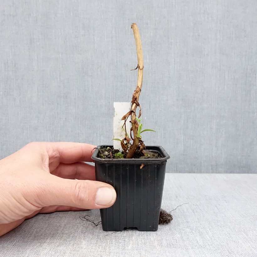 Exemplar von Melianthus major - Honigstrauch Kleine Töpfe von 8/9 cm wie im Frühjahr geliefert