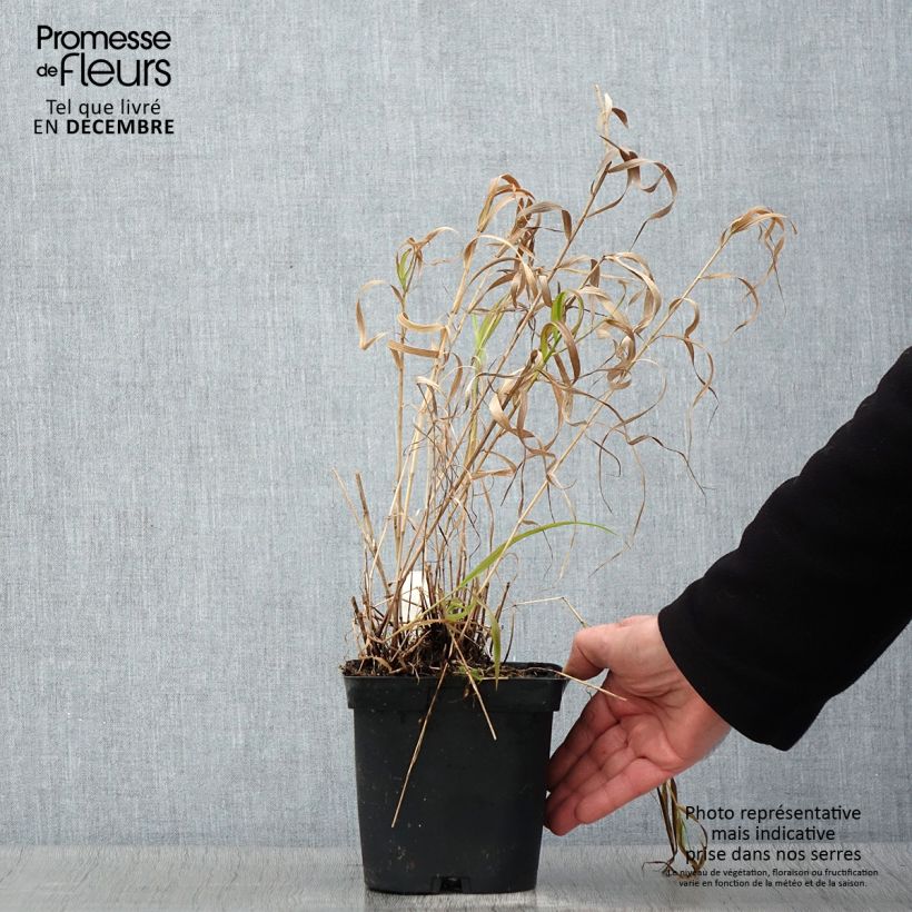 Exemplar von Melica altissima Atropurpurea - Hohes Perlgras Topf mit 2L/3L wie im Herbst geliefert