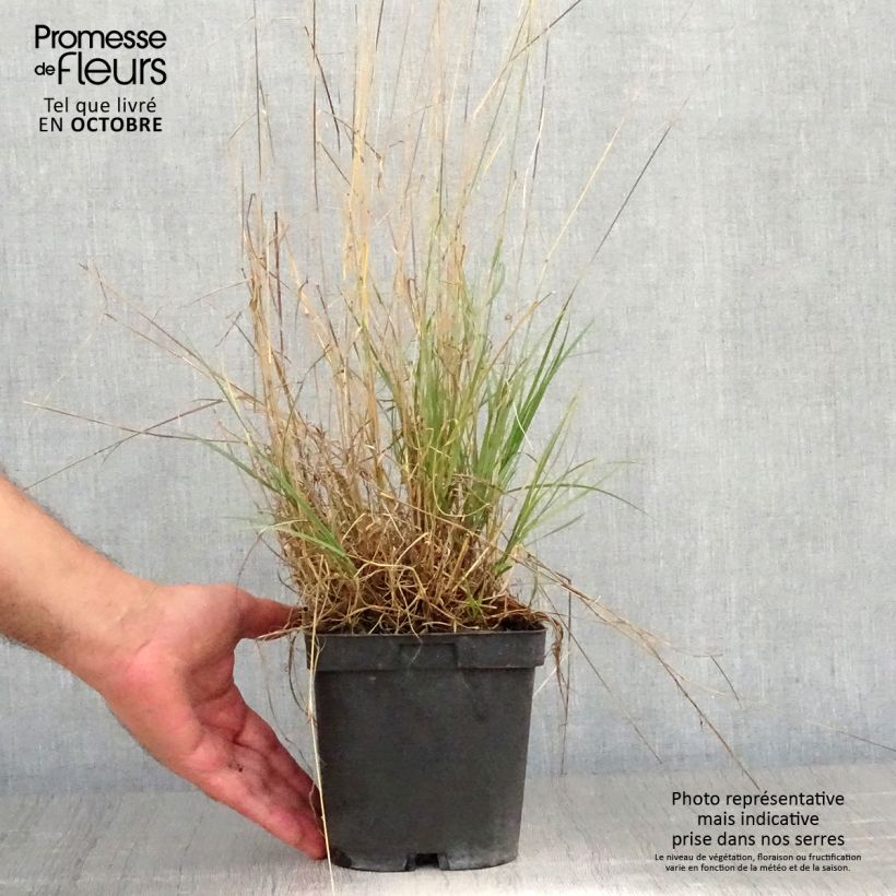 Exemplar von Melica ciliata - Wimper-Perlgras Topf mit 2L/3L wie im Herbst geliefert