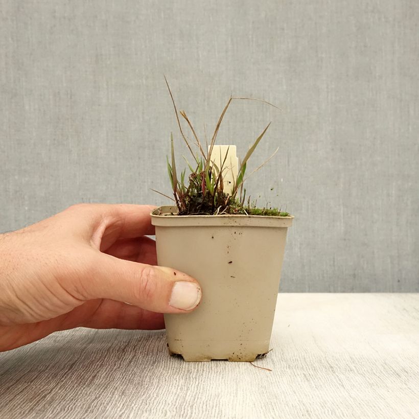Exemplar von Melica nutans - Nickendes Perlgras Kleine Töpfe von 8/9 cm wie im Herbst geliefert
