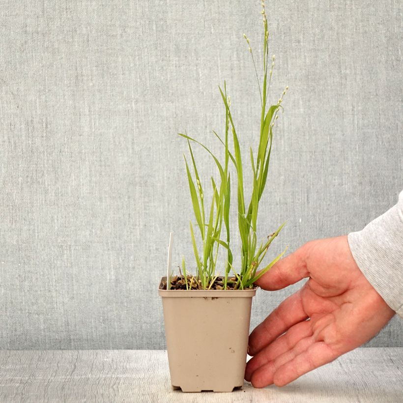 Exemplar von Melica uniflora var. albida - Einblütiges Perlgras Kleine Töpfe von 8/9 cm wie im Frühjahr geliefert