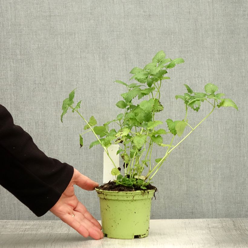 Exemplar von Melisse - Melissa officinalis Pflanzen Bio Topf mit 1,5L/2L wie im Herbst geliefert