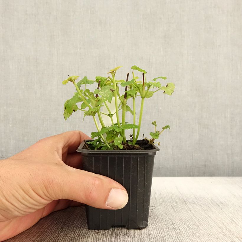 Exemplar von Melisse Aurea - Melissa officinalis Kleine Töpfe von 8/9 cm wie im Herbst geliefert