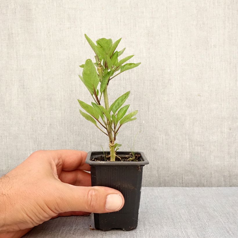 Exemplar von Pepino - Solanum muricatum Kleine Töpfe von 7/8 cm wie im Herbst geliefert