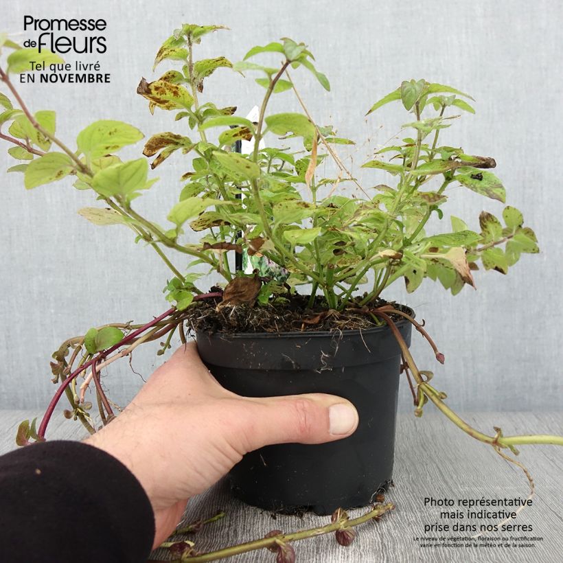 Exemplar von Wasser-Minze - Mentha aquatica Topf mit 1,5L/2L wie im Herbst geliefert