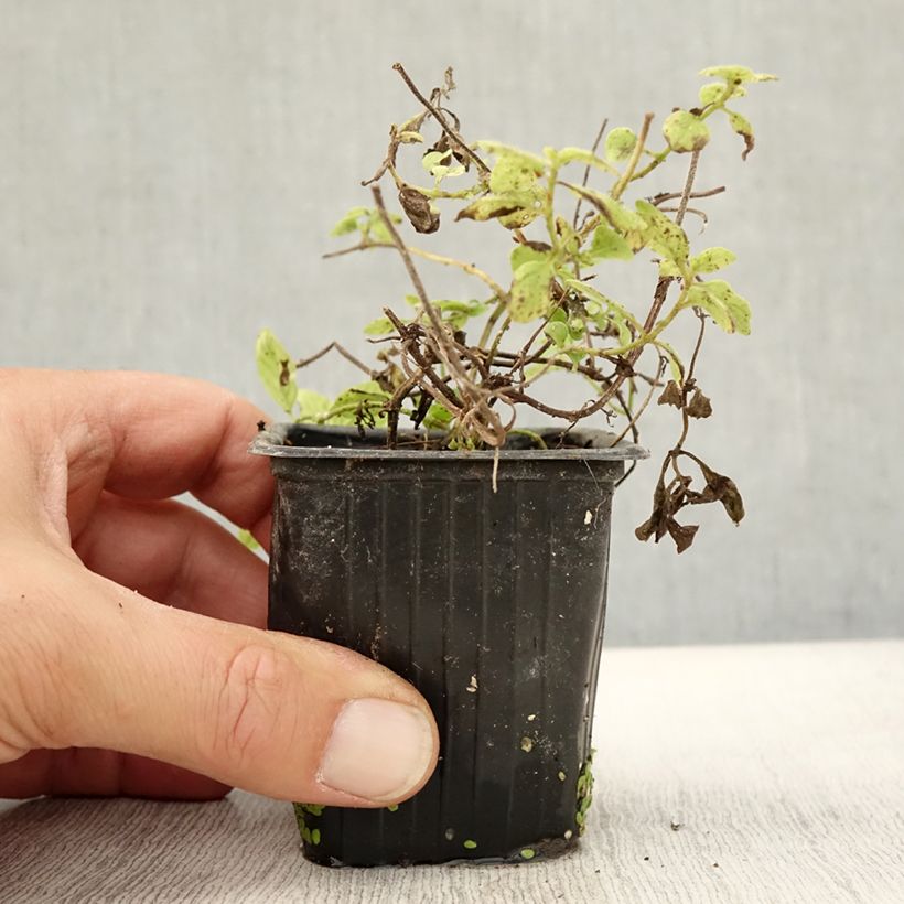 Exemplar von Acker-Minze Banana Bio - Mentha arvensis Kleine Töpfe von 8/9 cm wie im Herbst geliefert