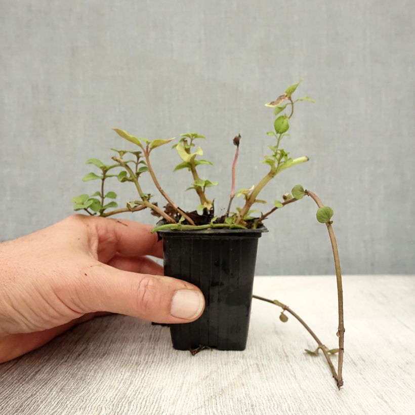 Exemplar von Zitronen-Minze Bergamote - Mentha citrata Kleine Töpfe von 8/9 cm wie im Herbst geliefert