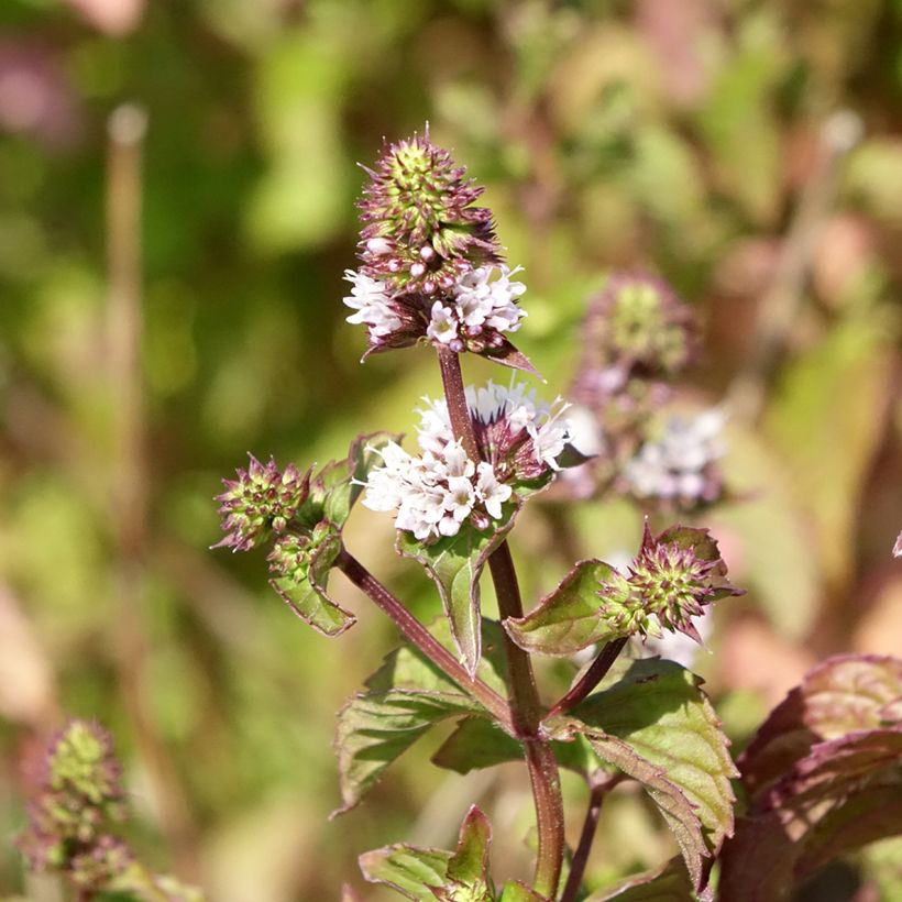 Zitronen-Minze Bergamote - Mentha citrata (Blüte)