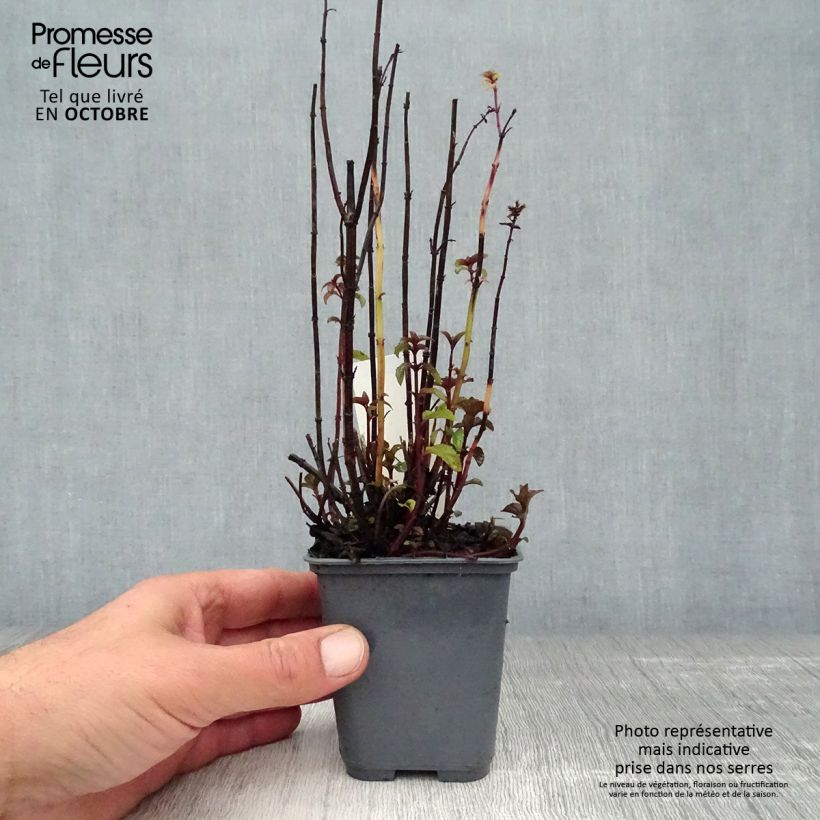 Exemplar von Pfefferminze Citrata - Mentha x piperita Kleine Töpfe von 8/9 cm wie im Herbst geliefert