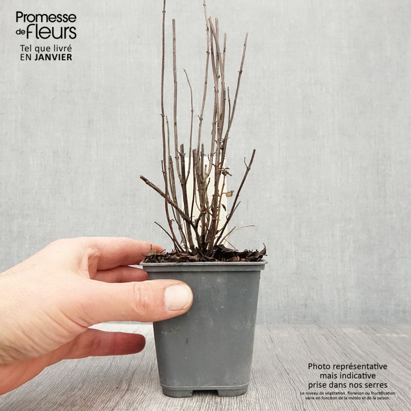 Exemplar von Pfefferminze Citrata - Mentha x piperita Kleine Töpfe von 8/9 cm wie im Winter geliefert