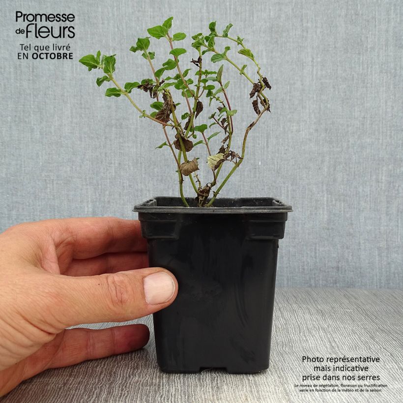 Exemplar von Pfefferminze officinalis Alba - Mentha piperata Kleine Töpfe von 8/9 cm wie im Herbst geliefert
