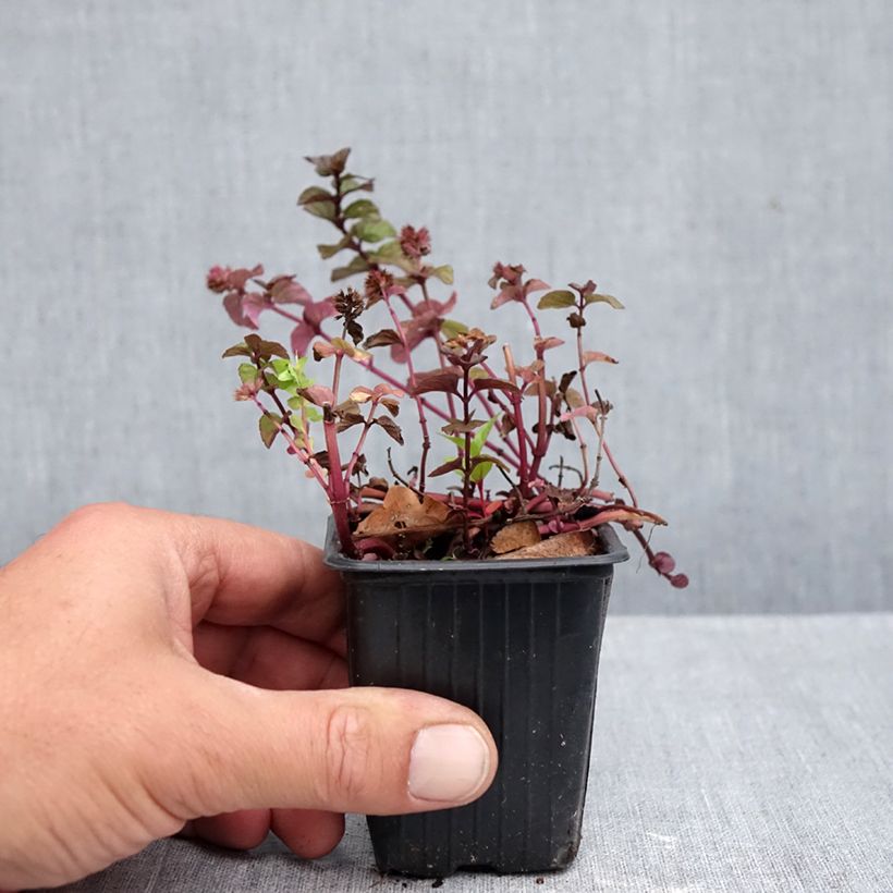 Exemplar von Pfefferminze chartreuse - Mentha piperita Kleine Töpfe von 8/9 cm wie im Herbst geliefert