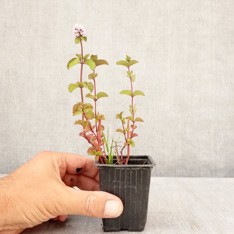 Exemplar von Pfefferminze chartreuse - Mentha piperita Kleine Töpfe von 8/9 cm wie im Sommer geliefert