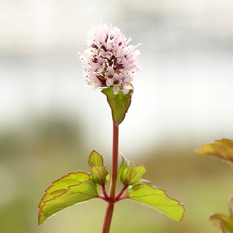Pfefferminze chartreuse - Mentha piperita (Blüte)