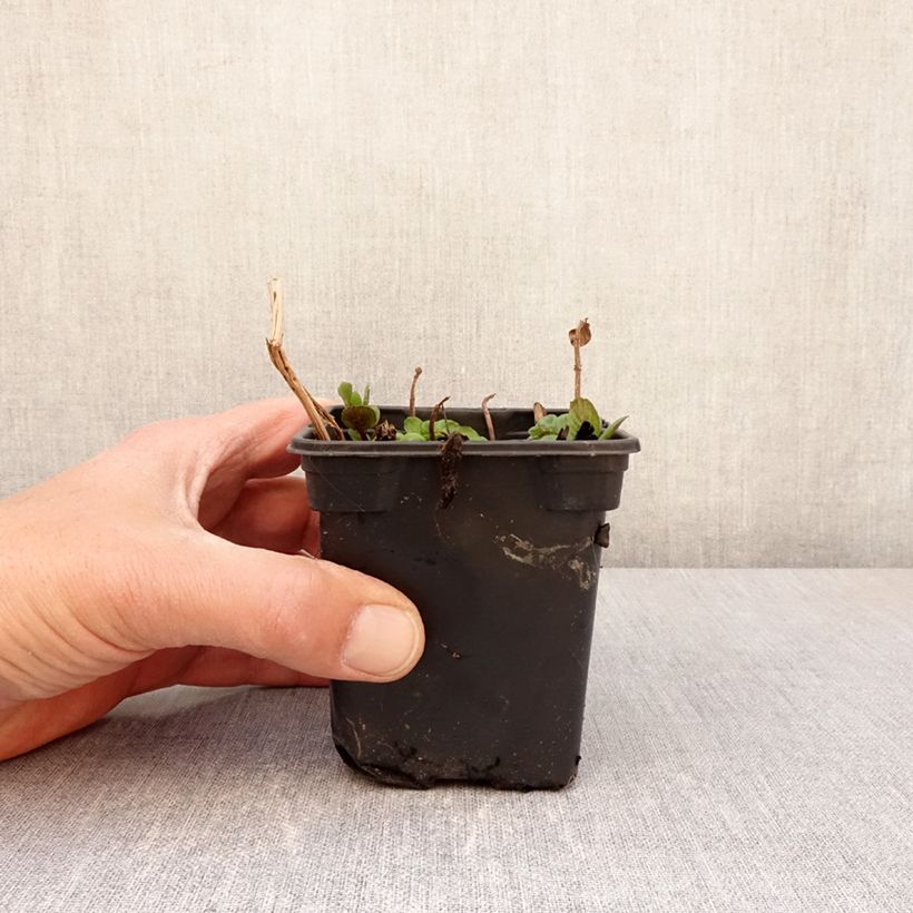 Exemplar von Pfefferminze chartreuse - Mentha piperita Kleine Töpfe von 8/9 cm wie im Frühjahr geliefert