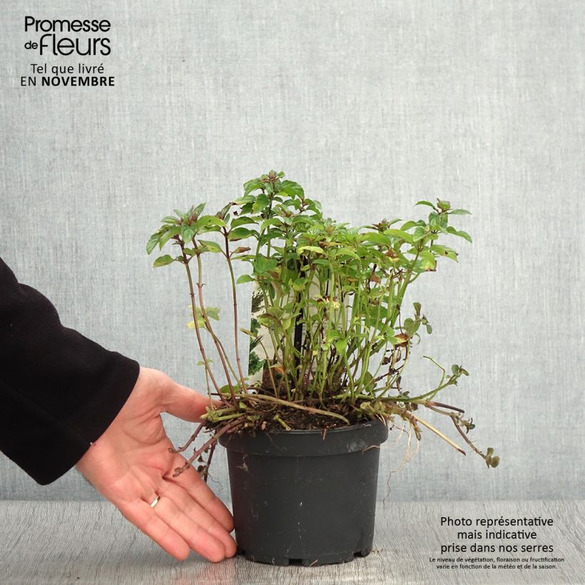 Exemplar von Pfefferminze schocominze - Mentha piperita Topf mit 1,5L/2L wie im Herbst geliefert