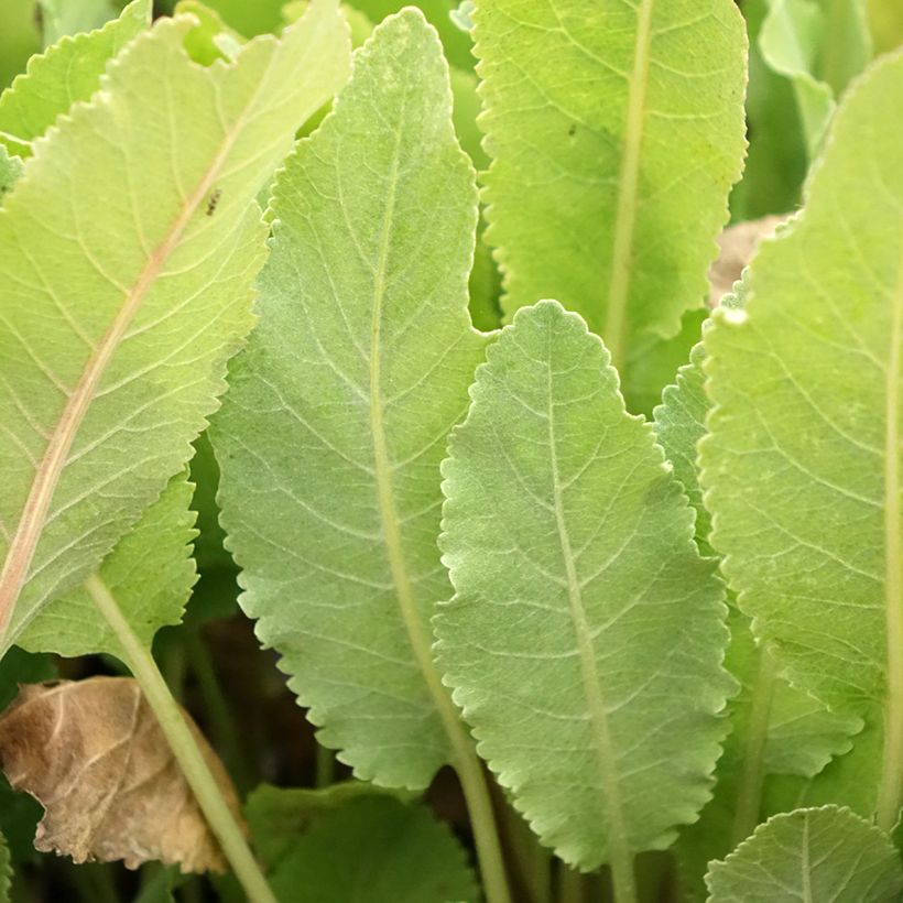 Marienblatt - Tanacetum balsamita (Laub)