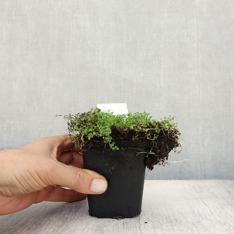 Exemplar von Korsische Minze - Mentha requienii Kleine Töpfe von 8/9 cm wie im Herbst geliefert