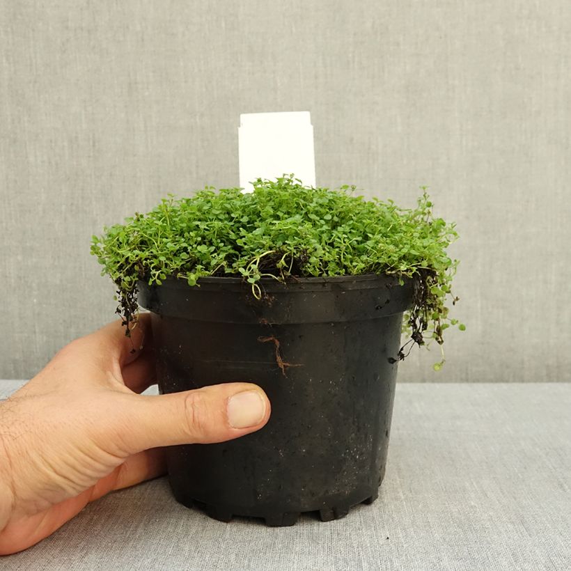 Exemplar von Korsische Minze - Mentha requienii Topf mit 2L/3L wie im Sommer geliefert
