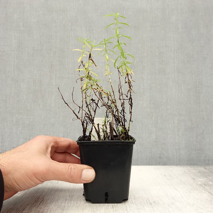 Exemplar von Hirsch-Minze - Mentha cervina Kleine Töpfe von 8/9 cm wie im Herbst geliefert