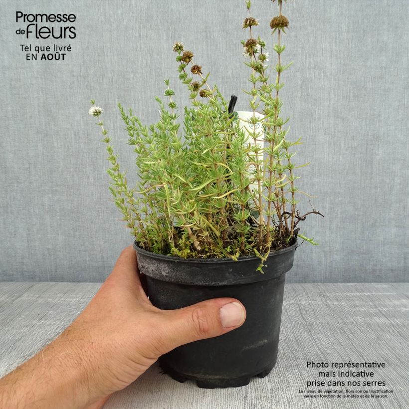 Exemplar von Hirsch-Minze - Mentha cervina Topf mit 1,5L/2L wie im Sommer geliefert