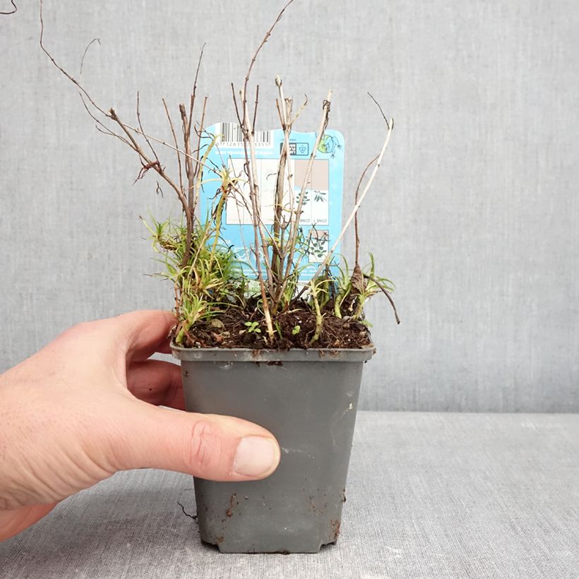 Exemplar von Hirsch-Minze Alba - Mentha cervina Kleine Töpfe von 8/9 cm wie im Winter geliefert