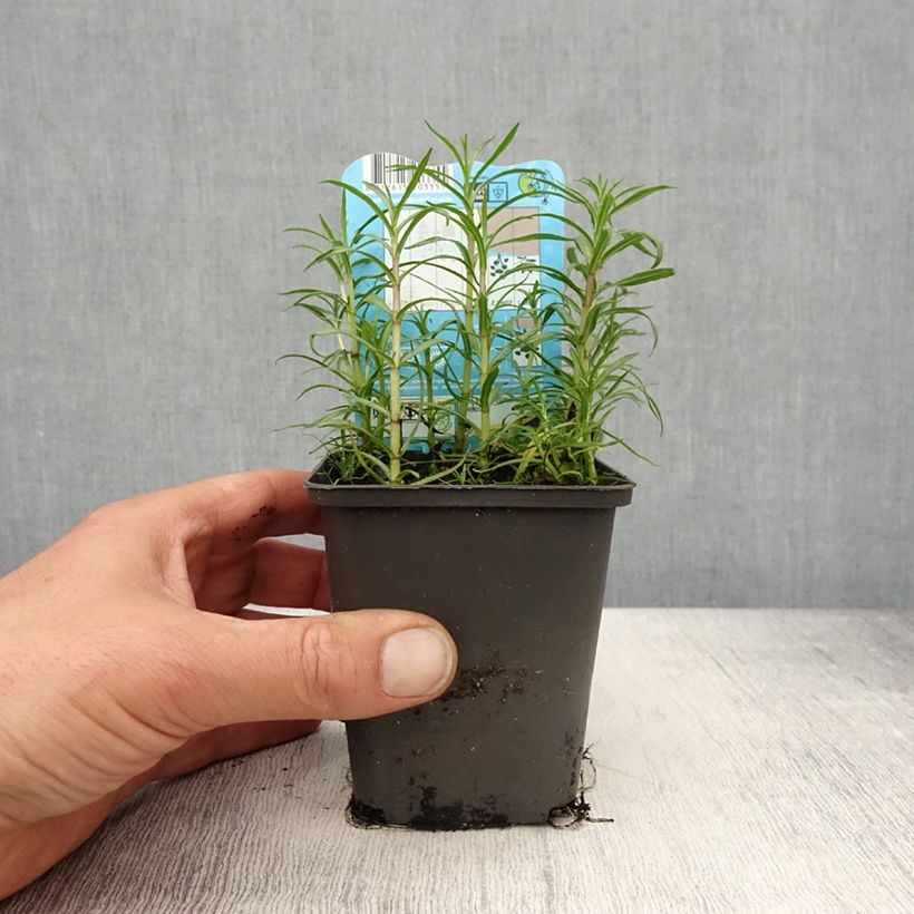 Exemplar von Hirsch-Minze Alba - Mentha cervina Kleine Töpfe von 8/9 cm wie im Frühjahr geliefert