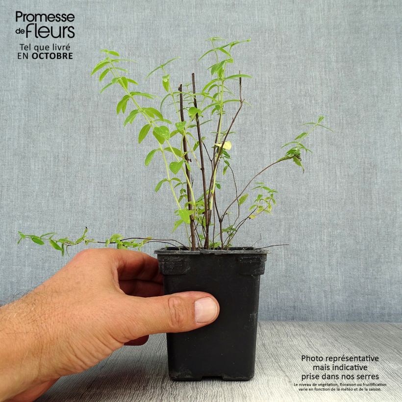 Exemplar von Amerikanische Bergminze - Pycnanthemum pilosum Kleine Töpfe von 8/9 cm wie im Herbst geliefert