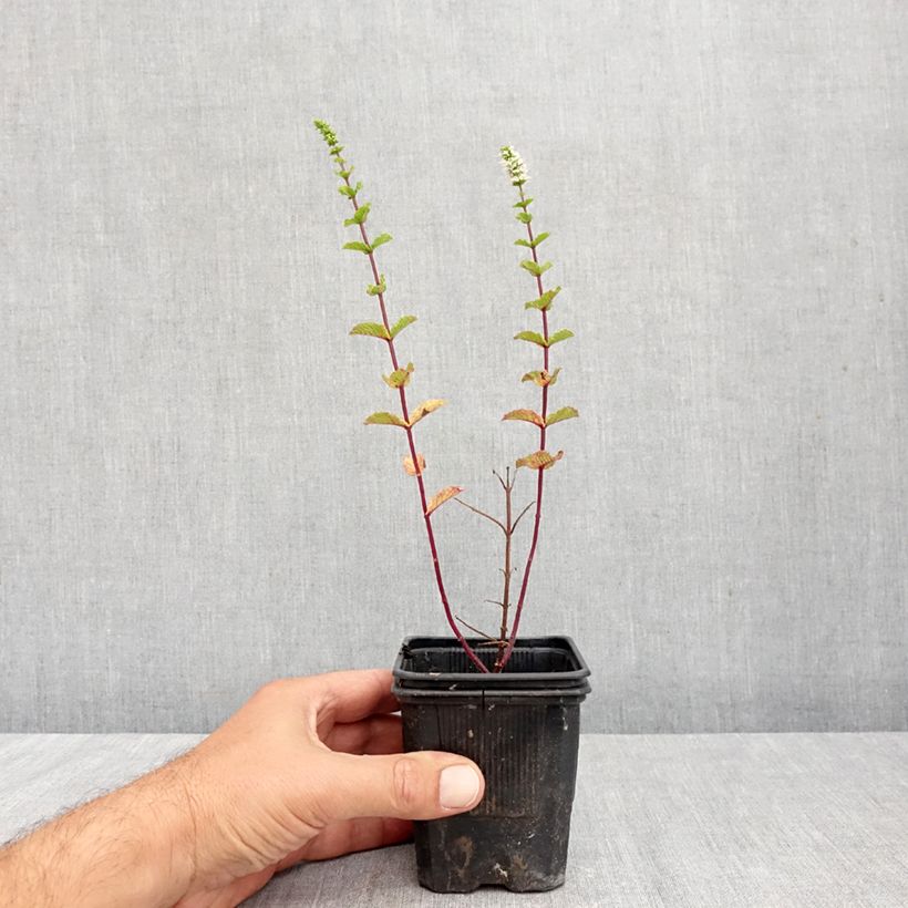 Exemplar von Spanische Minze - Mentha espagnole Kleine Töpfe von 8/9 cm wie im Herbst geliefert