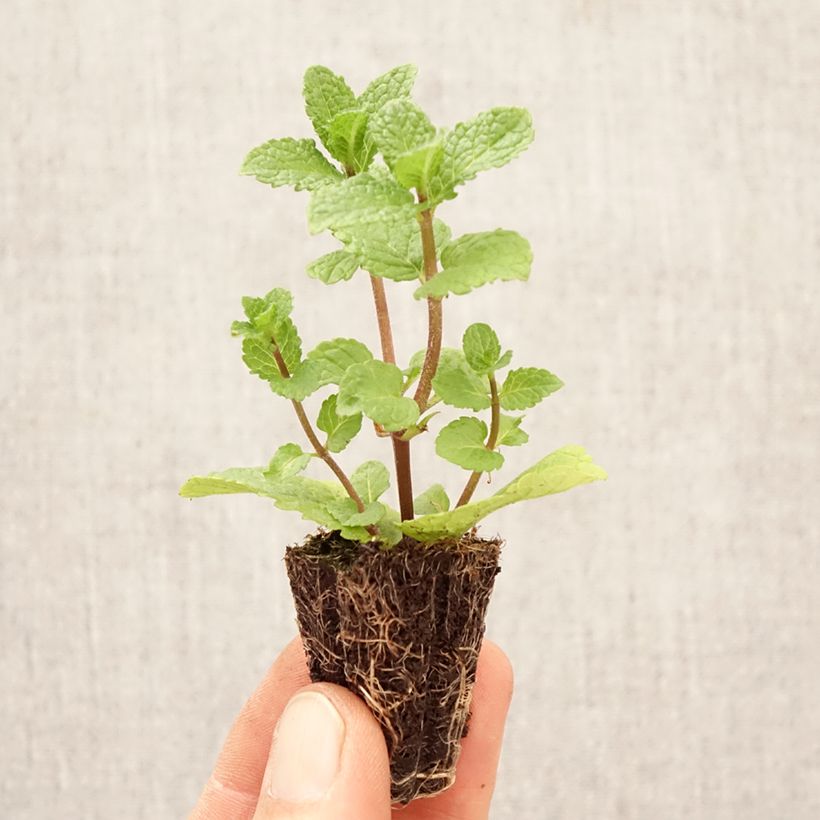 Exemplar von Ähren-Minze Spanish - Mentha spicata Mini-Plug Ø 1,5/2,5 cm wie im Frühjahr geliefert