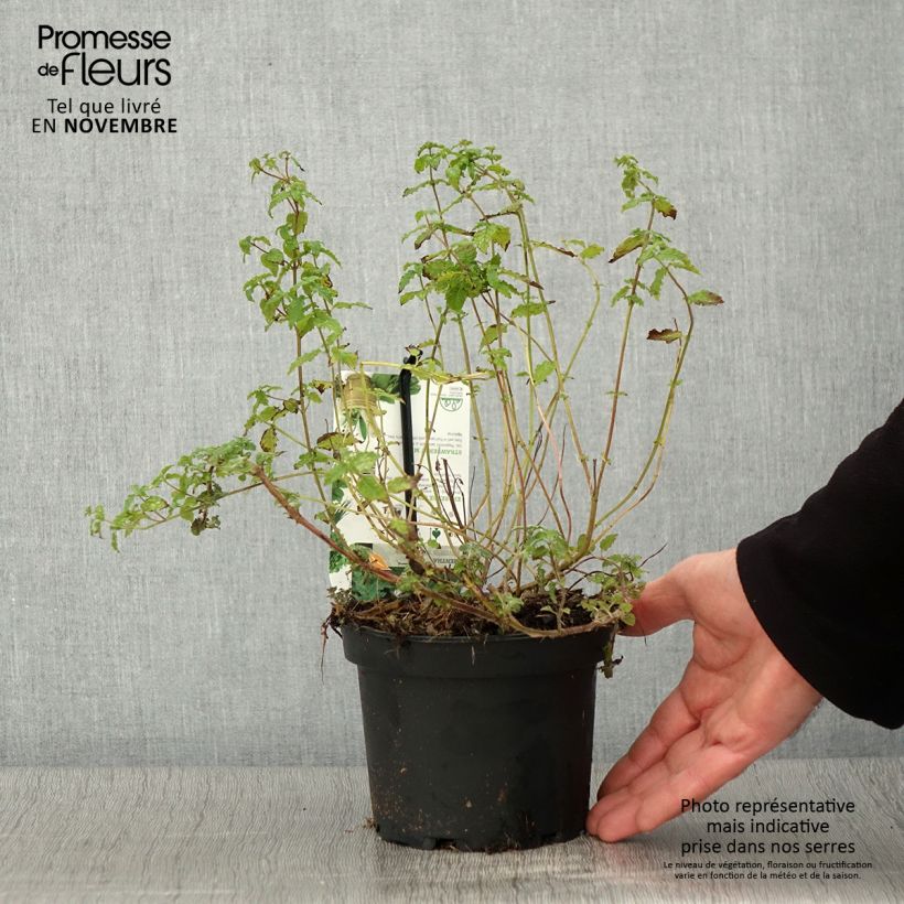 Exemplar von Ähren-Minze Fraise - Mentha spicata Topf mit 1,5L/2L wie im Herbst geliefert