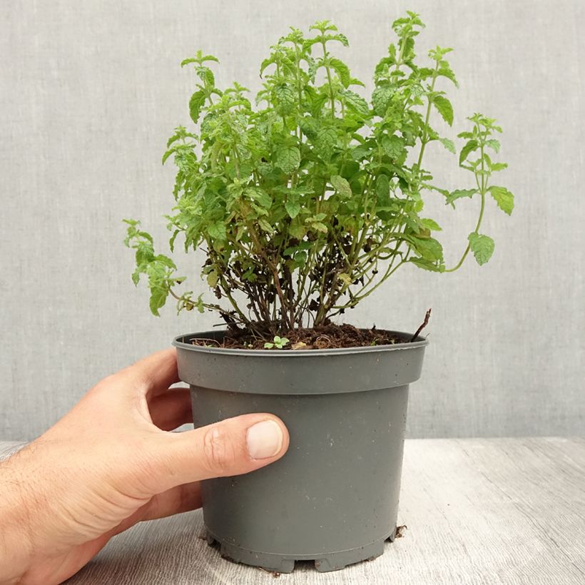 Exemplar von Ähren-Minze Fraise - Mentha spicata Topf mit 1,5L/2L wie im Sommer geliefert