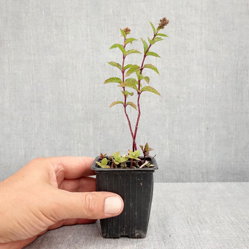 Exemplar von Ähren-Minze crispa - Mentha spicata Kleine Töpfe von 8/9 cm wie im Herbst geliefert