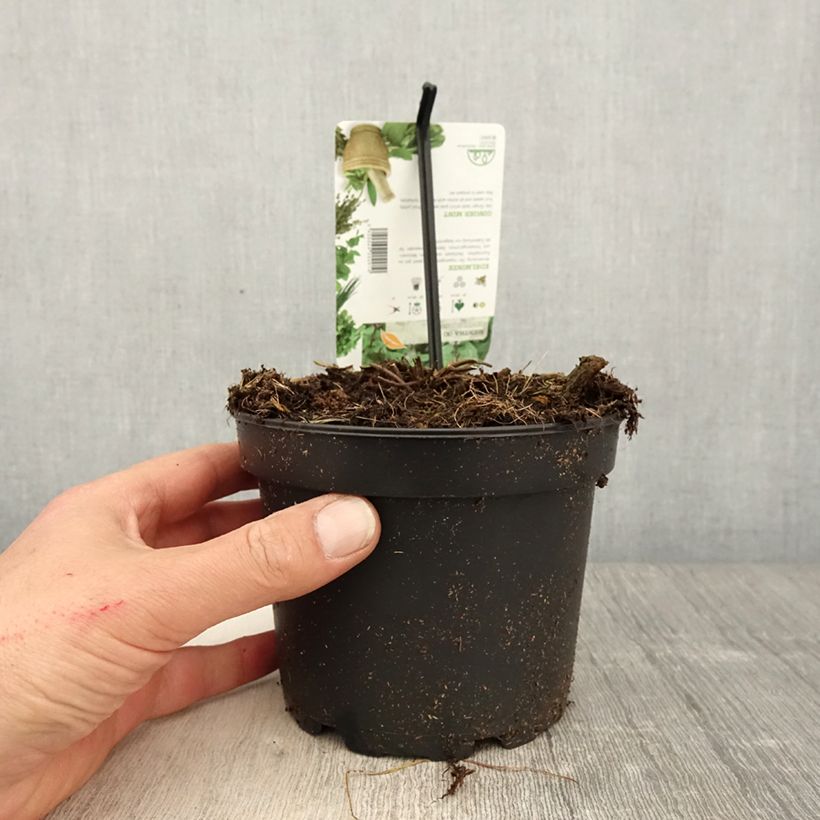 Exemplar von Pfefferminze Ginger - Mentha piperita Topf mit 1,5L/2L wie im Frühjahr geliefert