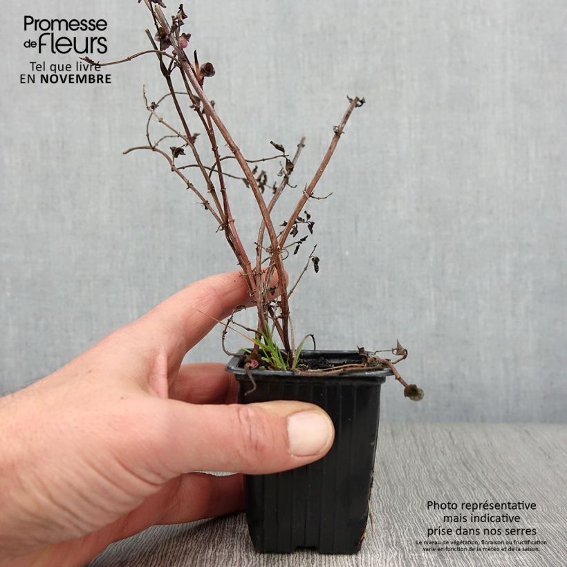 Exemplar von Zitronen-Minze Goût d'Orange bio - Mentha citrata Kleine Töpfe von 8/9 cm wie im Herbst geliefert