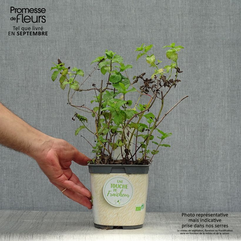 Exemplar von Ähren-Minze Nannah Bio - Mentha spicata Topf mit 1L/1,5L wie im Herbst geliefert