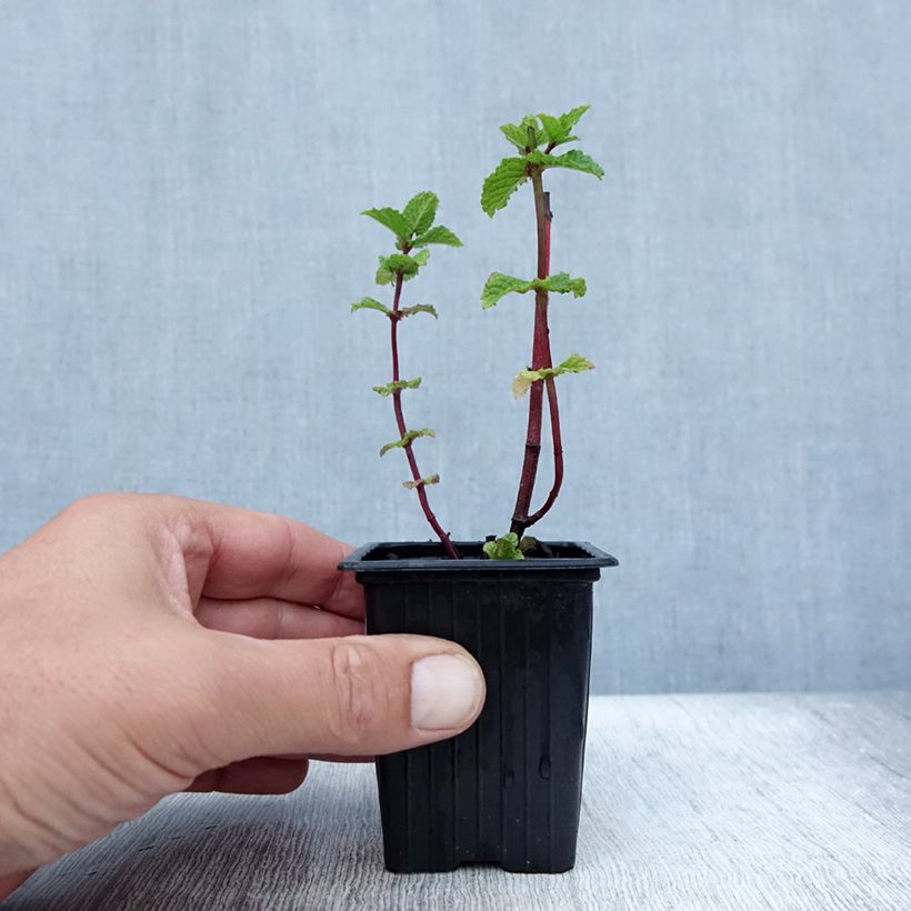 Exemplar von Ähren-Minze Wintergreen - Mentha spicata Kleine Töpfe von 8/9 cm wie im Sommer geliefert