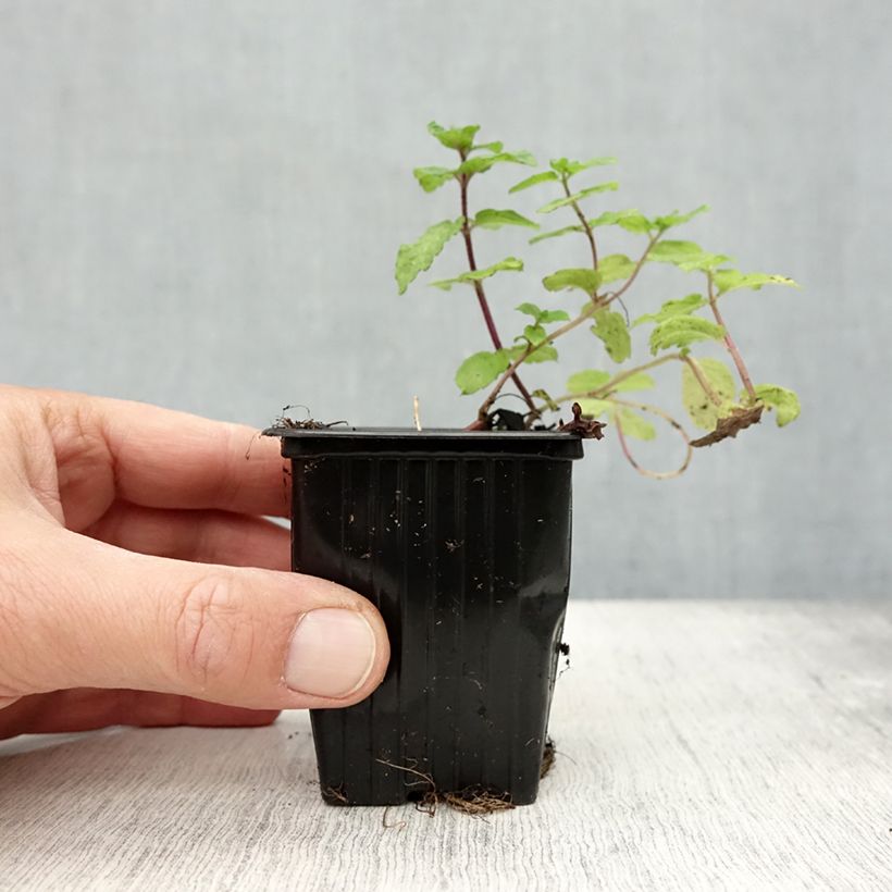 Exemplar von Hemingway-Mint Mojito - Mentha hemingwayensis Kleine Töpfe von 7/8 cm wie im Herbst geliefert