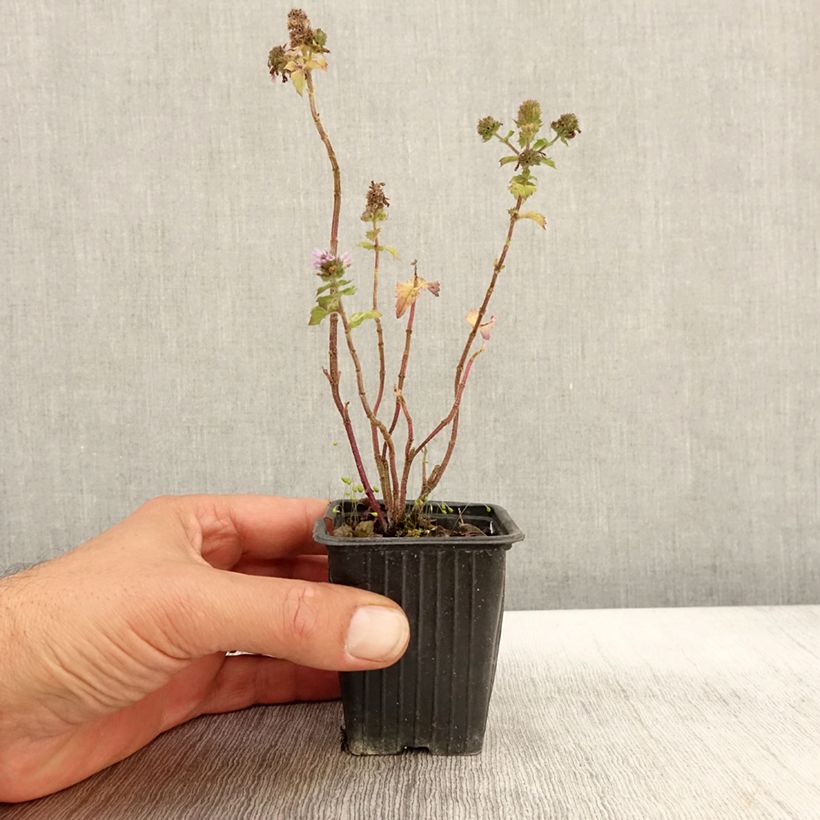 Exemplar von Zitronen-Minze Grapefruit - Mentha citrata Kleine Töpfe von 7/8 cm wie im Herbst geliefert
