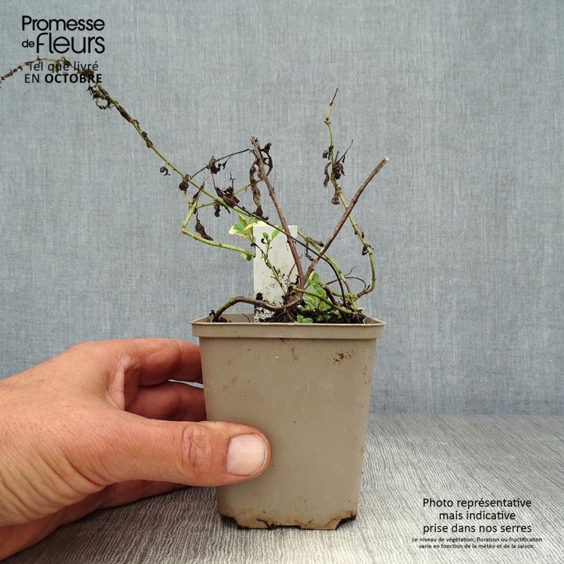 Exemplar von Rundblättrige Minze Variegata - Mentha suaveolens Kleine Töpfe von 8/9 cm wie im Herbst geliefert