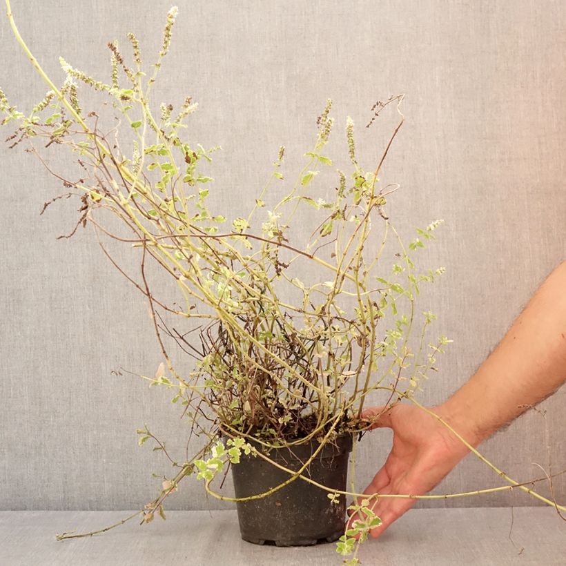 Exemplar von Rundblättrige Minze Variegata - Mentha suaveolens Topf mit 2L/3L wie im Sommer geliefert