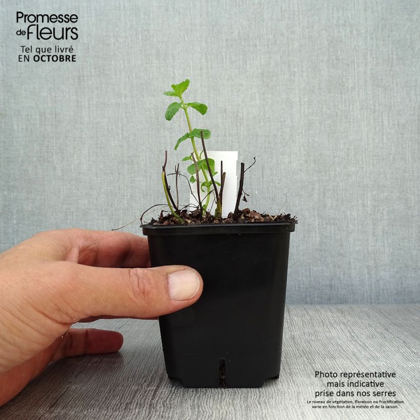 Exemplar von Pfefferminze - Mentha piperita Kleine Töpfe von 8/9 cm wie im Herbst geliefert