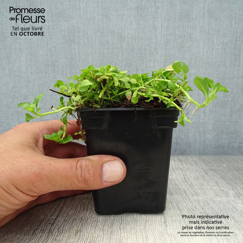 Exemplar von Polei-Minze - Mentha pulegium Kleine Töpfe von 8/9 cm wie im Herbst geliefert