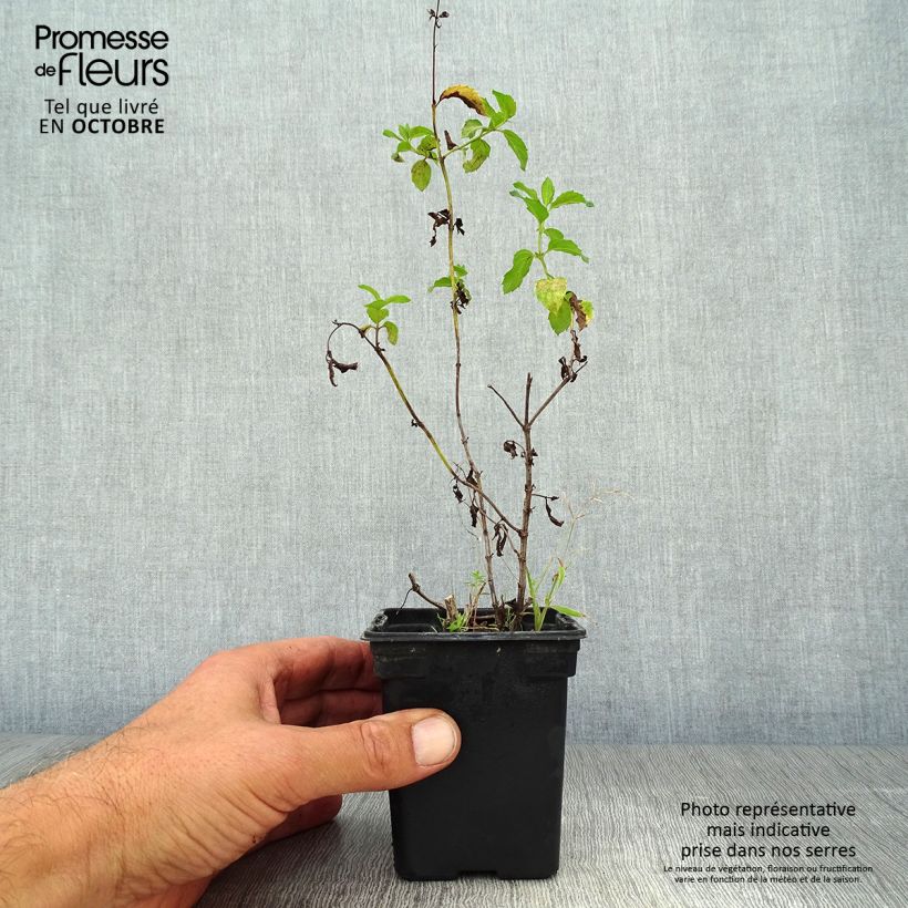 Exemplar von Pfefferminze Réglisse - Mentha piperita Kleine Töpfe von 7/8 cm wie im Herbst geliefert
